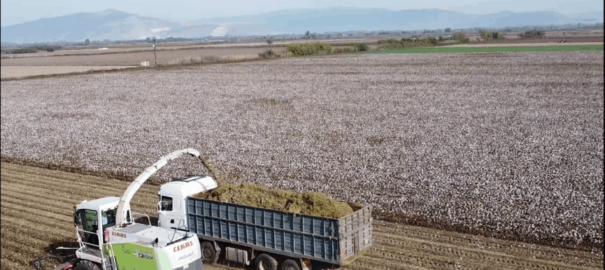 PRIMARY: Ενέργεια από υπολείμματα βαμβακιού και ελιάς στην Καρδίτσα – Πέλετ, αεριοποίηση, και biochar